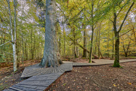 Gemeinde Bayerisch_Eisenstein Landkreis Regen Hans-Watzlik-Hain Waldhaustanne (Dirschl Johann) Deutschland REG